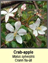 crab-apple (crann fia-�ll)