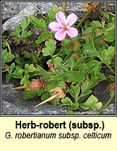 herb robert ssp (ruith�al r�)