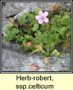 herb robert ssp (ruith�al r�)
