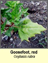 goosefoot,red (blonag�n dearg)