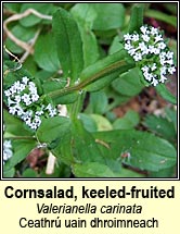 cornsalad,keeled-fruited (ceathr� uain dhroimneach)