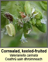cornsalad,keeled-fruited (ceathr� uain dhroimneach)