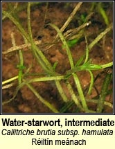 water-starwort,intermediate (r�ilt�n leathan)