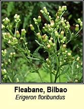 fleabane,hispid