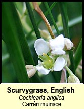 scurvygrass,english (carr�n muirisce)