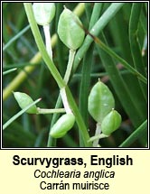 scurvygrass,english (carr�n muirisce)