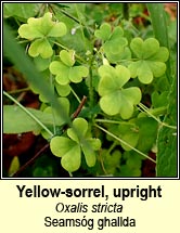 yellow-sorrel,upright (seams�g ghallda)