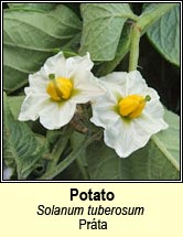potato (pr�ta)