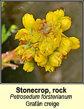 stonecrop,rock (graf�n creige)