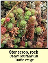 stonecrop,rock (graf�n creige)