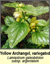 yellow archangel (neant�g Mhuire)