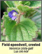speedwell,crested (lus cr� m�r)