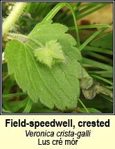 speedwell,crested (lus cr� m�r)