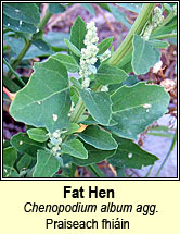 fat hen (praiseach fhi�in)