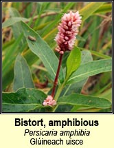 bistort,amphibious (gl�ineach uisce)