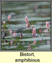 bistort,amphibious (gl�ineach uisce)