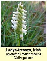 ladys-tresses,irish (c�ill�n gaelach)