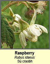 raspberry (s� craobh)