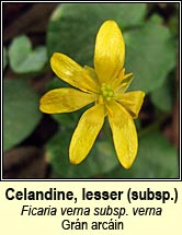 celandine,lesser (gr�n arc�in)