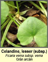 celandine,lesser (gr�n arc�in)