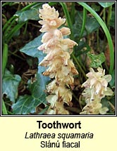 toothwort (sl�n� fiacal)