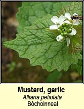 mustard,garlic (b�choinneal)