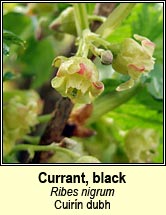 currant,black (cuir�n dubh)