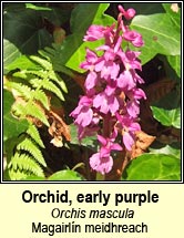 orchid,early purple (magairl�n meidhreach)