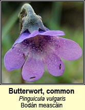 butterwort,common (bod�n measc�in)