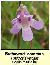 butterwort,common (bod�n measc�in)