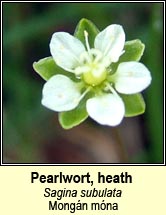 pearlwort,heath (mong�n m�na)