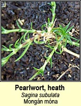 pearlwort,heath (mong�n m�na)