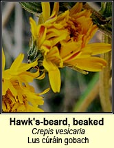 hawksbeard,beaked (lus c�r�in gobach)