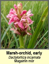 orchid,marsh,early (magairl�n m�r)