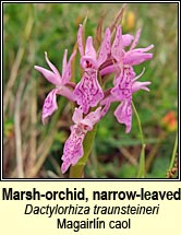 orchid,marsh,narrow-leaved (magairl�n caol)