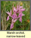 orchid,marsh,narrow-leaved (magairl�n caol)