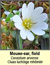mouse-ear,field (cluas luch�ige mh�in�ir)