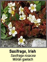 saxifrage,irish (m�r�n gaelach)