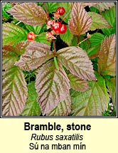 bramble,stone (s� na mban m�n)