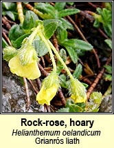 rock-rose,hoary (grianr�s liath)