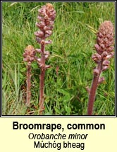 broomrape,common (m�ch�g bheag)