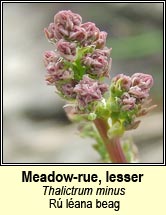 meadow-rue,lesser (r� l�ana beag)