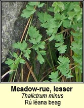 meadow-rue,lesser (r� l�ana beag)