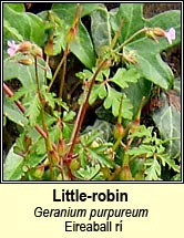 little-robin (eireaball r�)