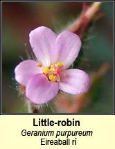 little-robin (eireaball r�)