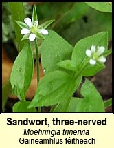 sandwort,three-nerved (gaineamhlus f�itheach)
