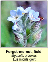 forget-me-not,field (lus m�onla giort)