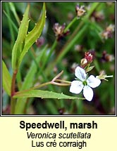 speedwell,marsh (lus cr� corraigh)