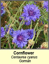 cornflower (gorm�n)