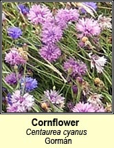 cornflower (gorm�n)